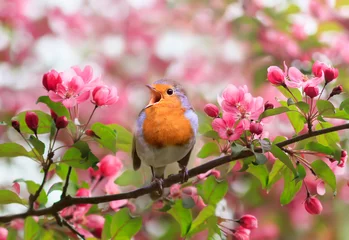 Fotobehang a bright robin bird sits on a blooming pink branch of an apple tree in the spring garden and sings © nataba