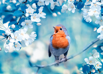 a bright robin bird sings on a flowering branch of an apple tree in the spring garden
