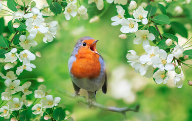 a bright robin bird sits on a flowering branch of an apple tree in a spring garden and sings - 569332775