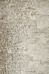 White and gray, birch textured composite photo