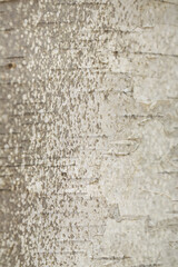 White and gray, birch textured composite photo