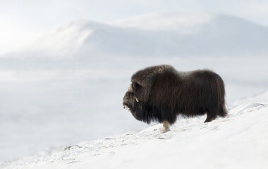 Close up of a Musk Ox in Dovrefjell mountains in winter