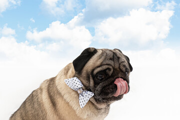 Dog. Pug. Holidays and events. A greeting card