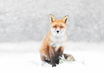 Close-up of a Red fox in the falling snow