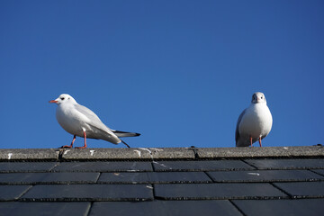 seagulls on top of roof. two gulls standing on building looking out to sea.