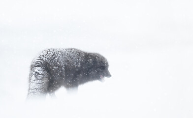 Arctic fox in the falling snow in winter