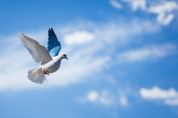 Fototapeta premium Blue Sky Background with dove, symbol of peace. Illustration Generative AI