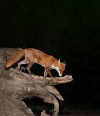 Close up of a Red fox standing on a fallen tree in forest at night