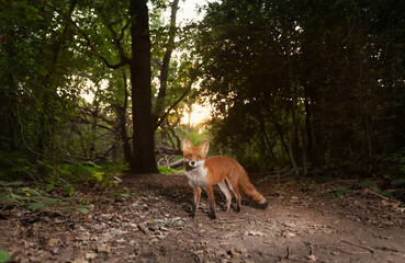 Close up of a Red fox in a forest at sunset