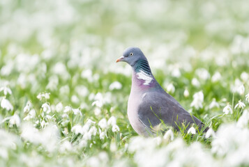 Close up of a Wood pigeon in snowdrops in spring