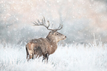 Red deer stag in the falling snow in winter