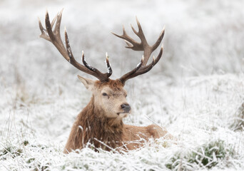 Portrait of a red deer stag lying in frosted grass in winter