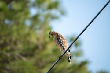 The red-shouldered hawk bird perching on electric cable looking for prey to hunt