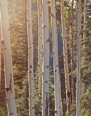 Aspen tree trunks with evergreens in dusty sunlight.