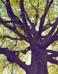 Looking up into the branches of an oak tree in the afternoon light.