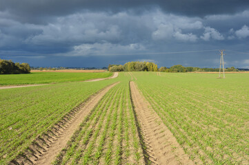 Fototapeta na wymiar Green field and a blue sky - Agriculture