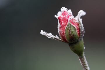 Pink rose bud in winter frost horizontal