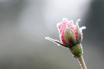 Pink rose bud in winter frost light background
