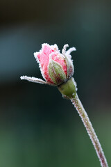 Fototapeta premium Pink rose bud in winter frost vertical