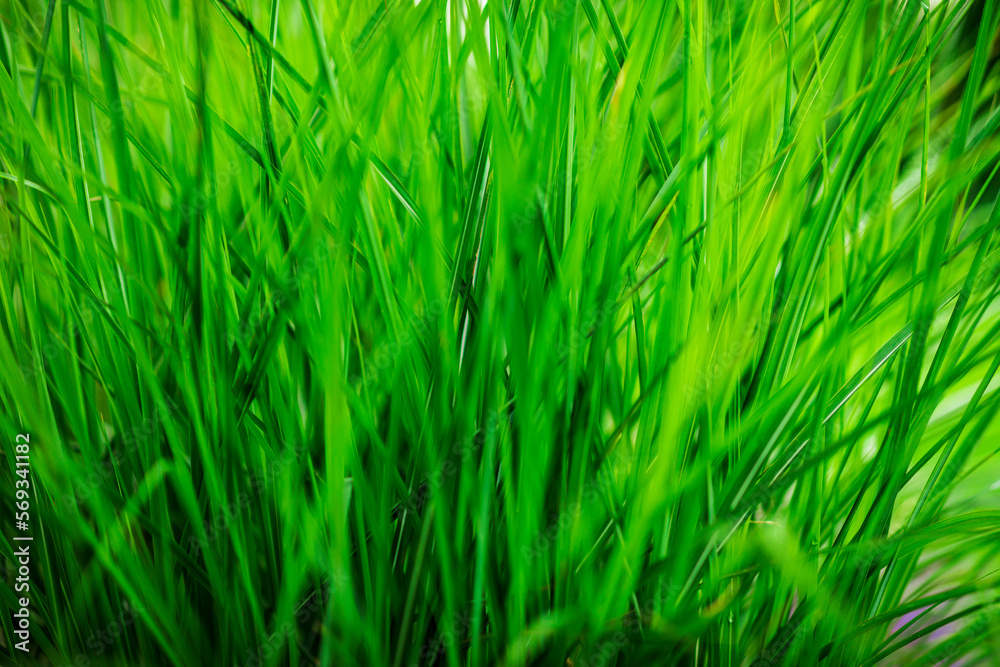 Wall mural Natural green grass close-up