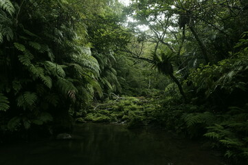沖縄県西表島の森の中