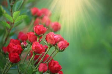 Decorative red roses against green background. The lights of a sun. 