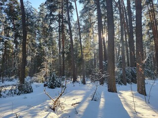 forest in winter