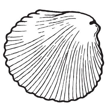 sketch style wongole shell image, for Asian menu decor, sticker, coloring, embossing