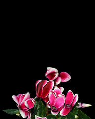 Cyclamen flowers isolated on black background with copy space