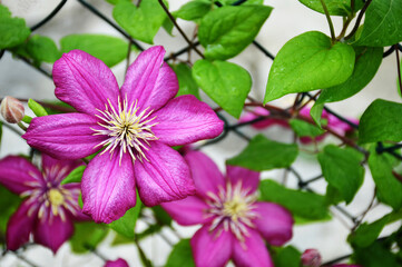 Pink clematis flowers blooming in the summer garden. Floral background concept.