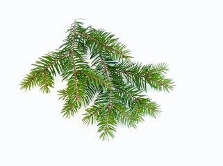 green pine branch isolated on white background 