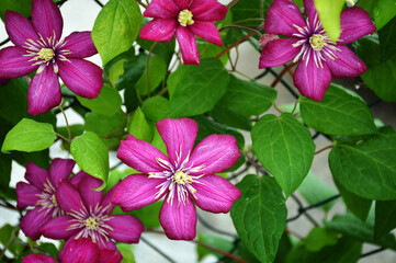 Clematis flowers blooming in the garden. Floral background concept.