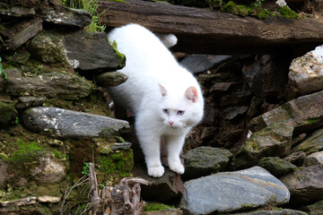 A cute white cat with blue eyes comes down from the wall in the village