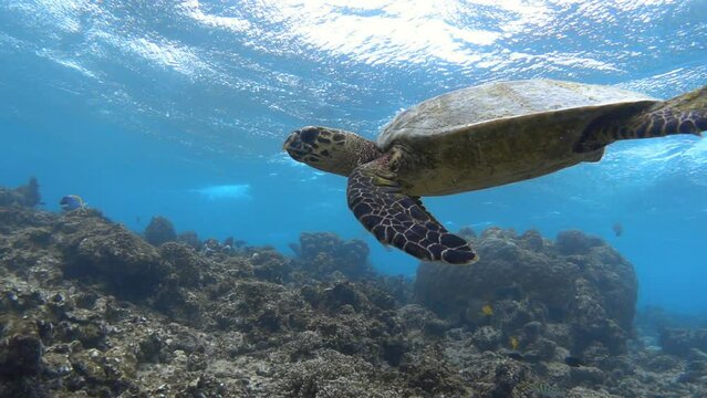 Sea turtle swimming in the blue sea. Slow motion