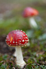 MUSHROOM REDS