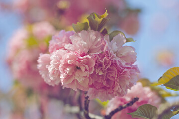 Close up of a pink Japanese cherry blossom in spring.