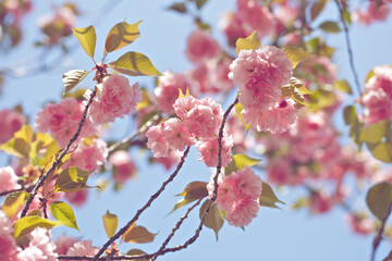 Pink, Japanese cherry blossom branches in spring.