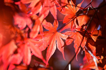 Close up of the red leaves on a Japanese Maple tree in full sun.