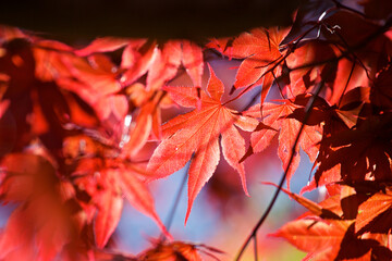 Close up of the red leaves on a Japanese Maple tree in full sun against a blue sky.