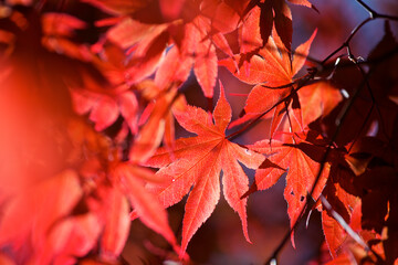 Close up of the red leaves on a Japanese Maple tree in full sun.