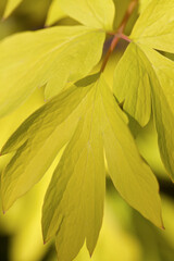 Close up of yellow bleeding heart leaf in fall. 