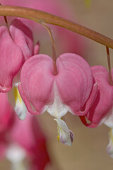 Close up of a Bleeding Heart blossom in the spring.