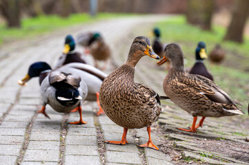 duck and ducklings