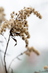 caterpillar on a branch