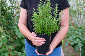 A female farmer holds a Rosemary, Rosmarinus officinalis bush grown in a greenhouse in her hands. Close up.