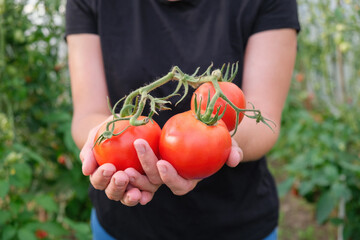 Farmer woman holding ripe red tomatoes in her hands. Organic farming, harvest in the greenhouse. Close up.