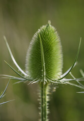 Die Blüte der Wilde Karde ( Dipsacus fullonum) auf einer Wiese.
