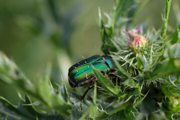 Ein Rosenkäfer auf einer Mariendistel. Nahaufnahme eines grünen Rosenkäfers.
