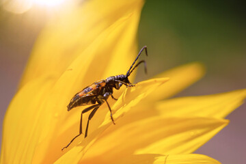 Ein Vierbindiger Schmalbock, Leptura quadrifasciata auf einer Sonnenblume. 