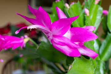 Macro shot of a Christmas cactus in bloom
